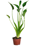 4" Alocasia Tiny Dancer
